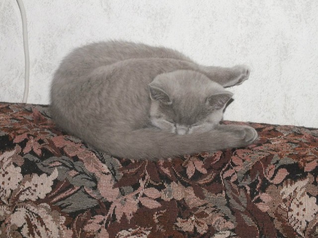 Как спят кошки....