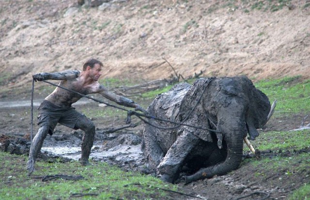 Трудная работа — вытащить слона из болота