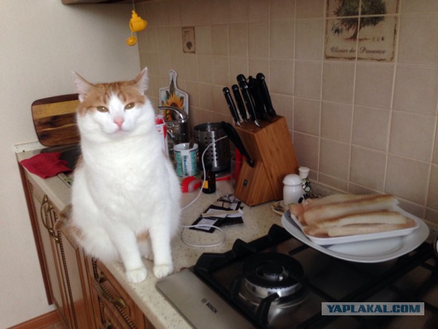 Котовторник 23.02.2016