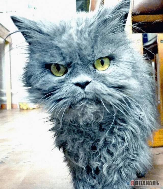 Котовторник!