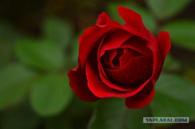 Таким я вижу мир