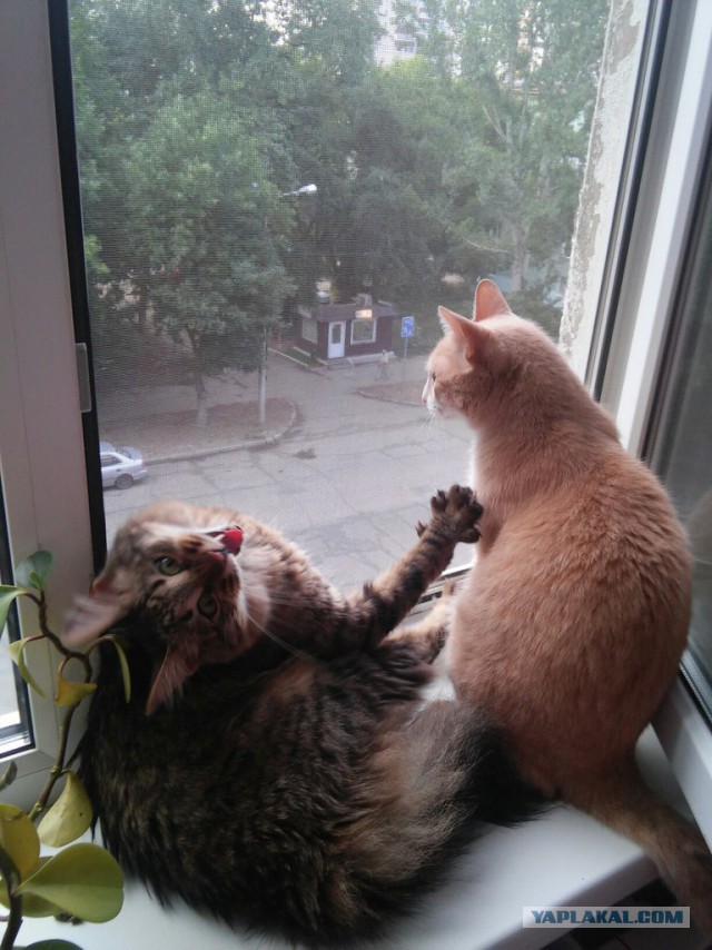 Мой зевающий кот