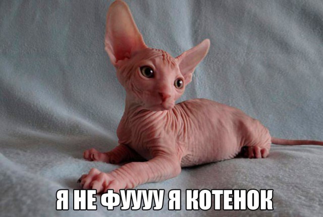 Коты из сети