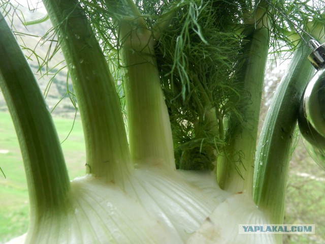 Фуршетный закусочный стол