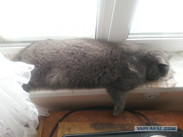 Котовторник 10.01.2017