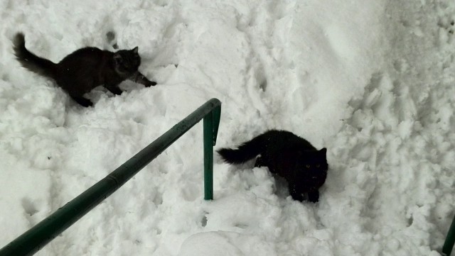 Котовторник  14.02.2017