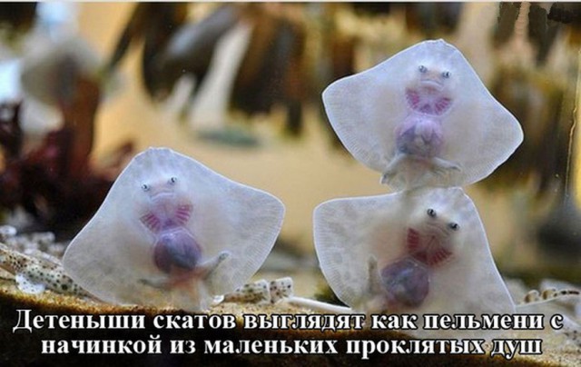 Малыши редких животных, которых вы, наверное, никогда не видели раньше