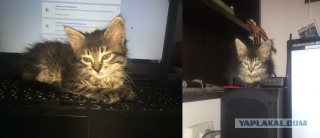 Собака нашла котейку.