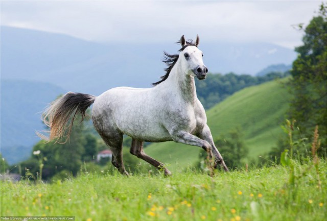 Самые смешные животные