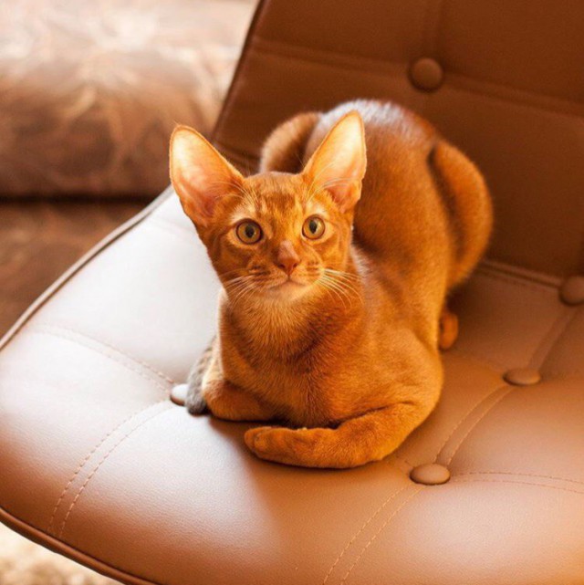 Коты и Кошки