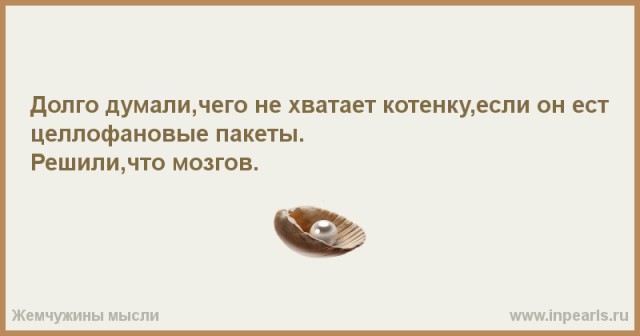Котенок ест хурму