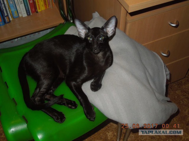 Котовторник 27.06.2017
