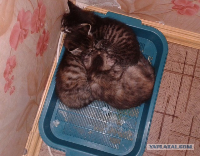 Котовторник 04.07.17