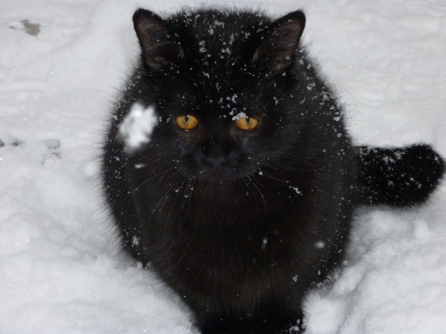 Коты и Кошки