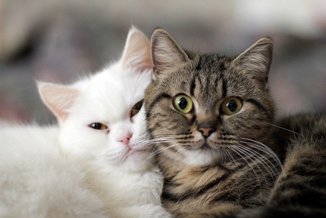 Коты и Кошки