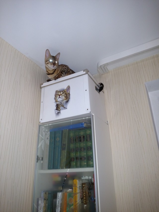 Котовторник!
