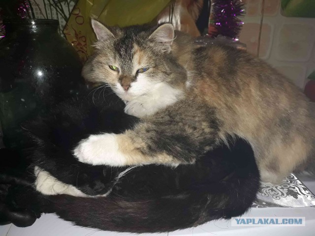 Котовторник 9.01.2018