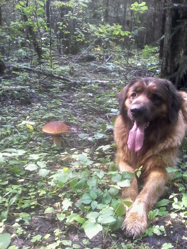 Просто Природа