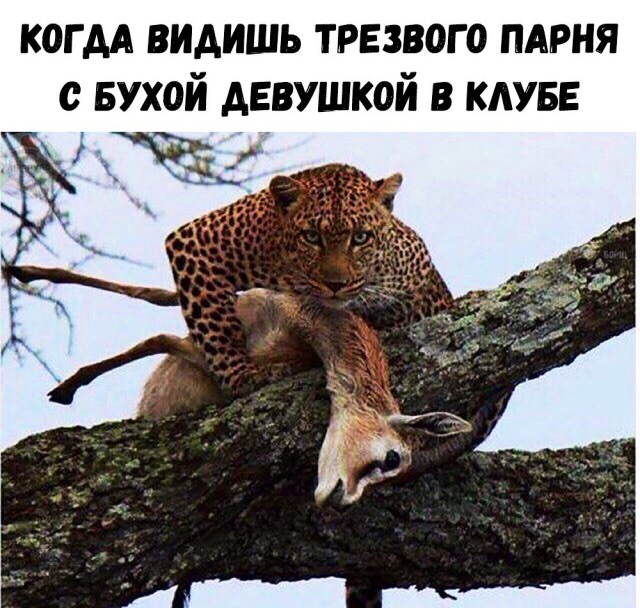 Немного веселых картинок к среде