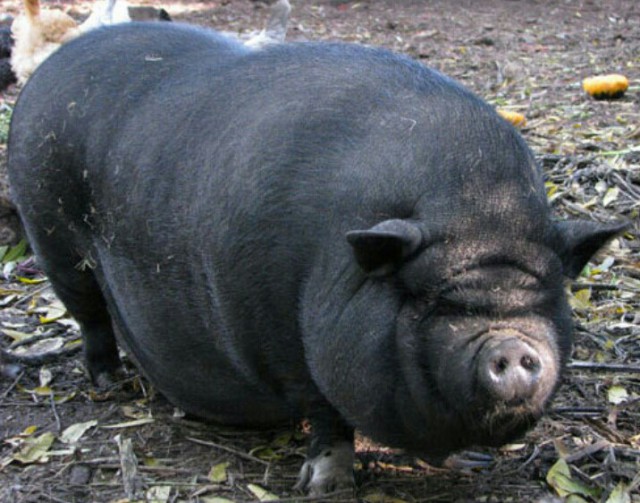 Защитники животных в гневе. Хозяева злодейски съели свинку, взятую из приюта, и закон не в силах их наказать