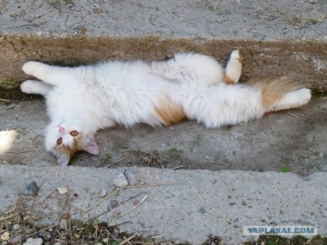 Котовторник