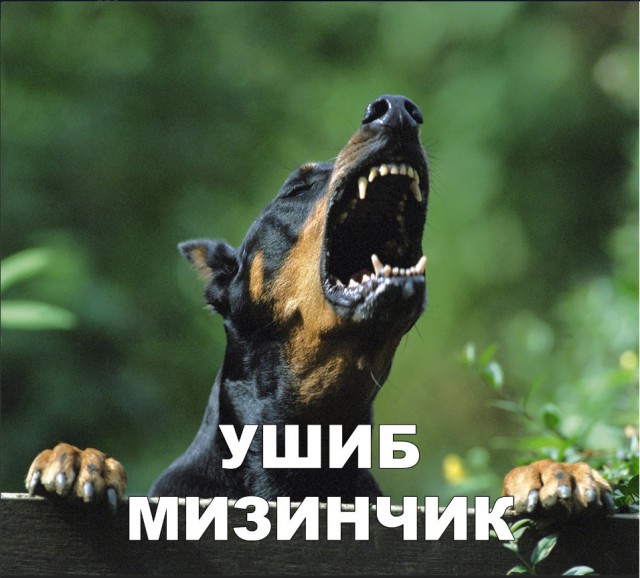 Милые животные. Мимиметр сломался