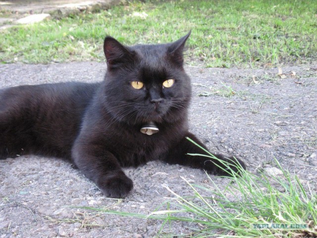 Котовторник с Максом