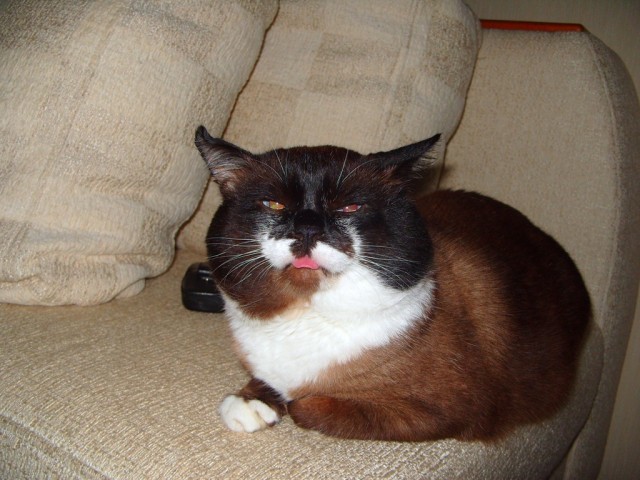 Котовторник так котовторник!