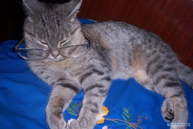 Котовторник 1.11.11