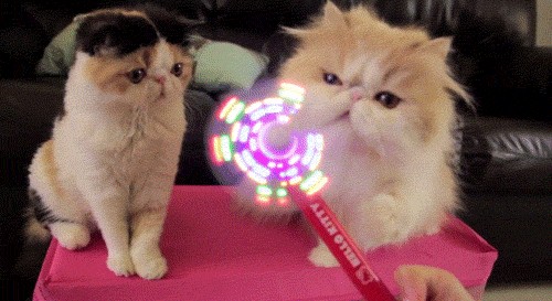 Котовторник 22.11.11