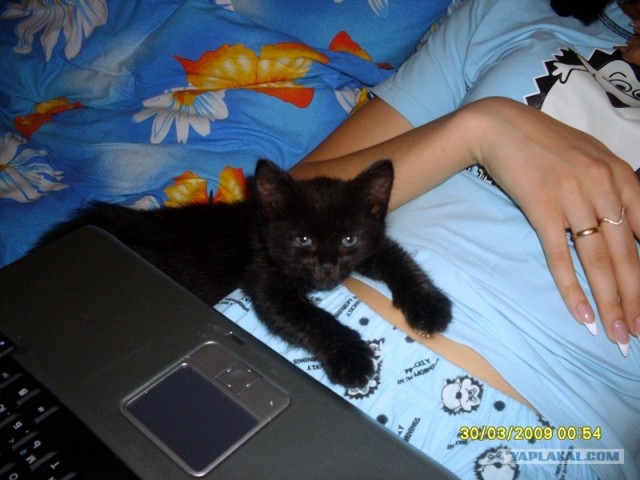 Котовторник 27.12.11