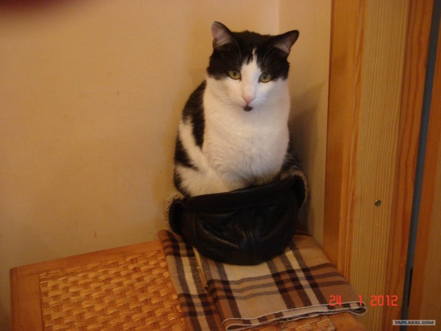 Котовторник (24. 01. 2012 )