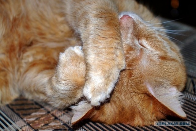 Котовторник 07.08.2012