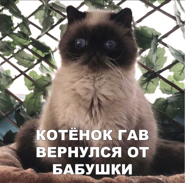 Забавные фото котеек
