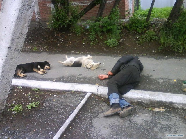 Скотсети и прочие интернеты 23.08.19