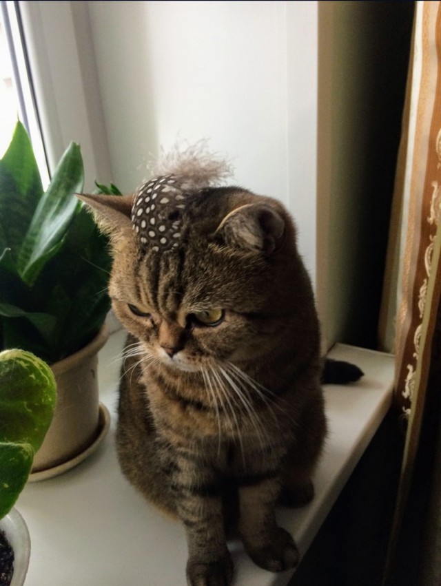 Котовторник