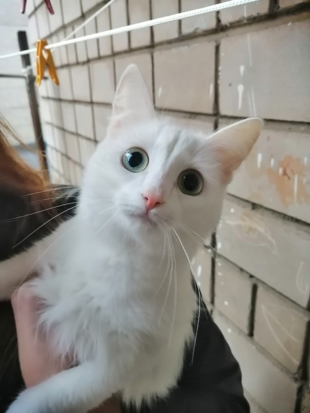 Зверушки