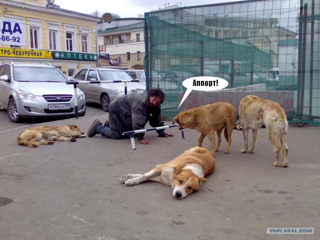 Лучший друг человека.... или наоборот!?