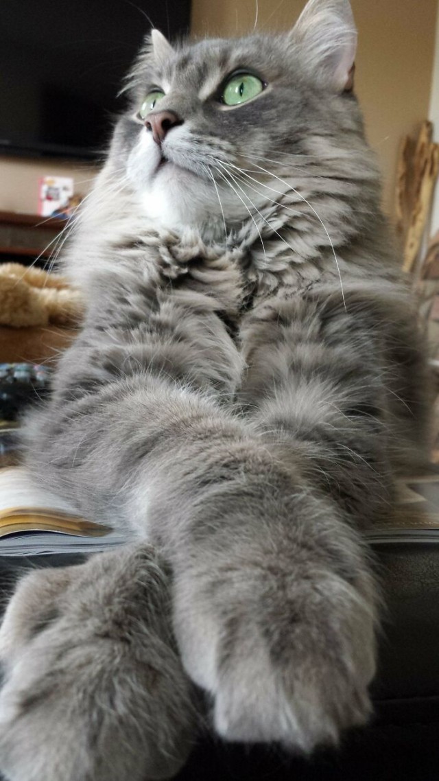 К - Котогеничность
