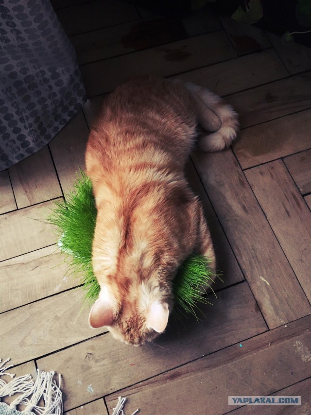 Моя красотка