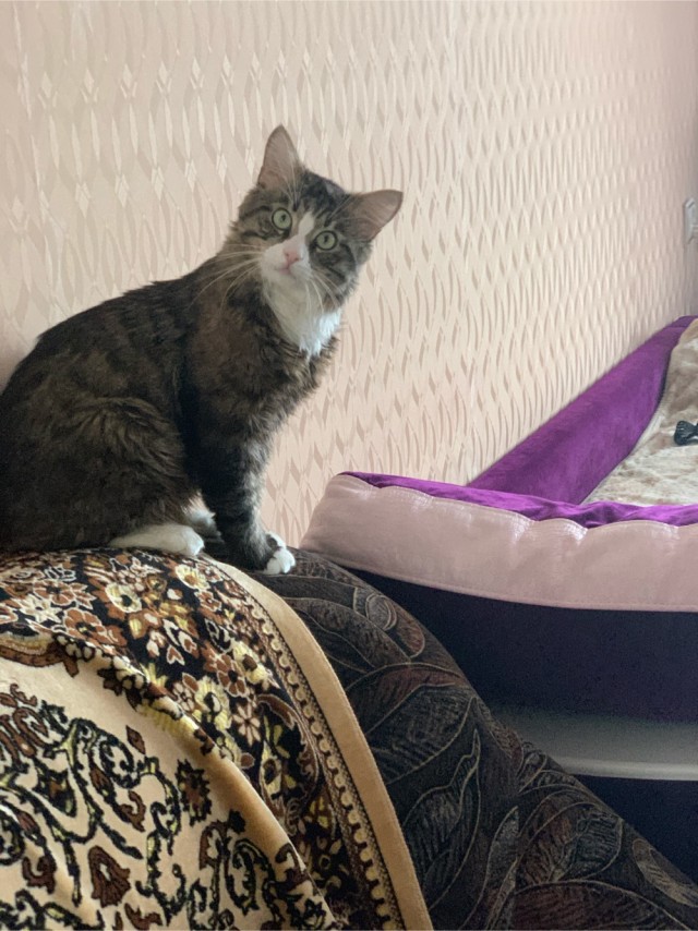 Котовторнику быть!