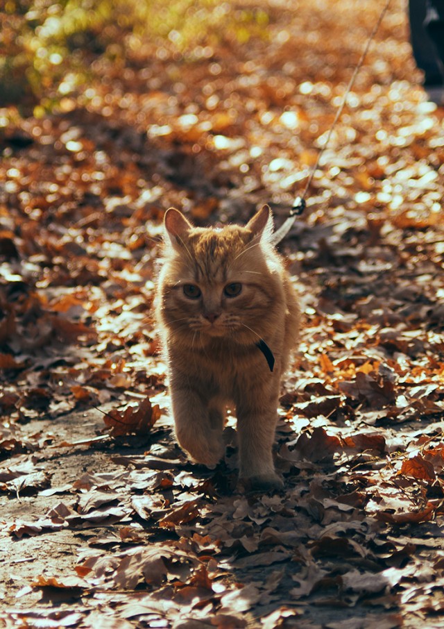 Котовторнику быть