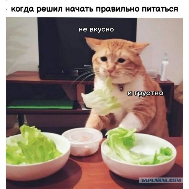 Веселые картинки и видосики