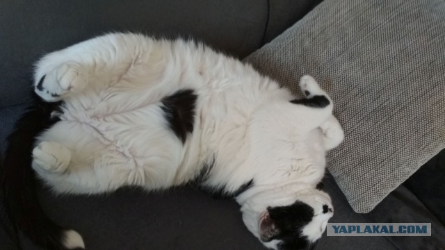 Котик с приюта
