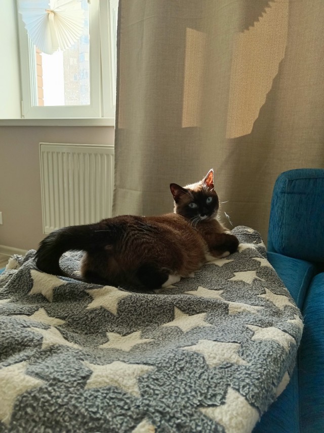 Котовторник 18.10.22
