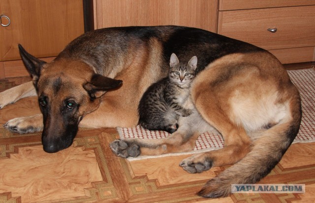 Котовторник  19.03.2013