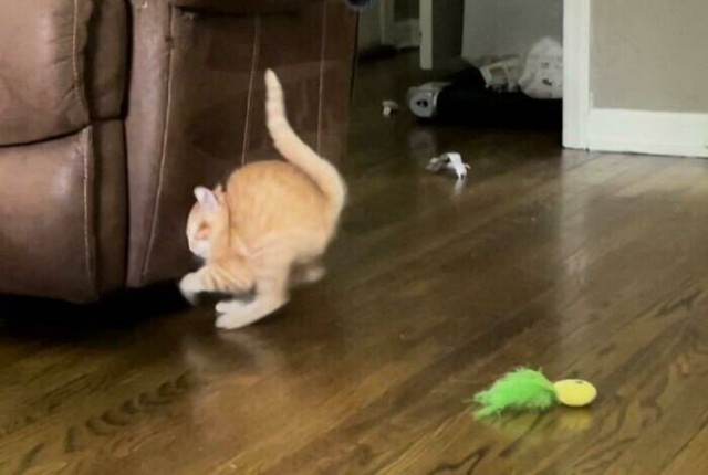 Начинаем котовторник.