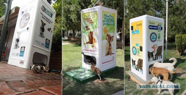 Олимпийский бассейн в Газиантепе в момент землетрясения