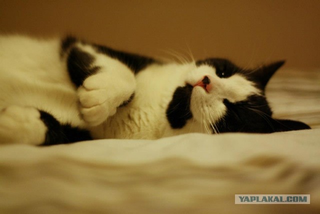 Котовторник 16.04.2013