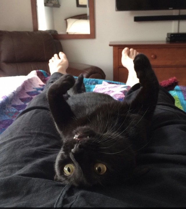 Мой котовторник..